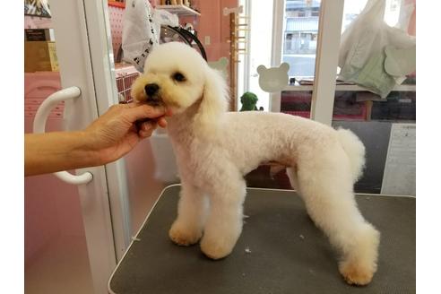 販売中のトイプードルの親犬